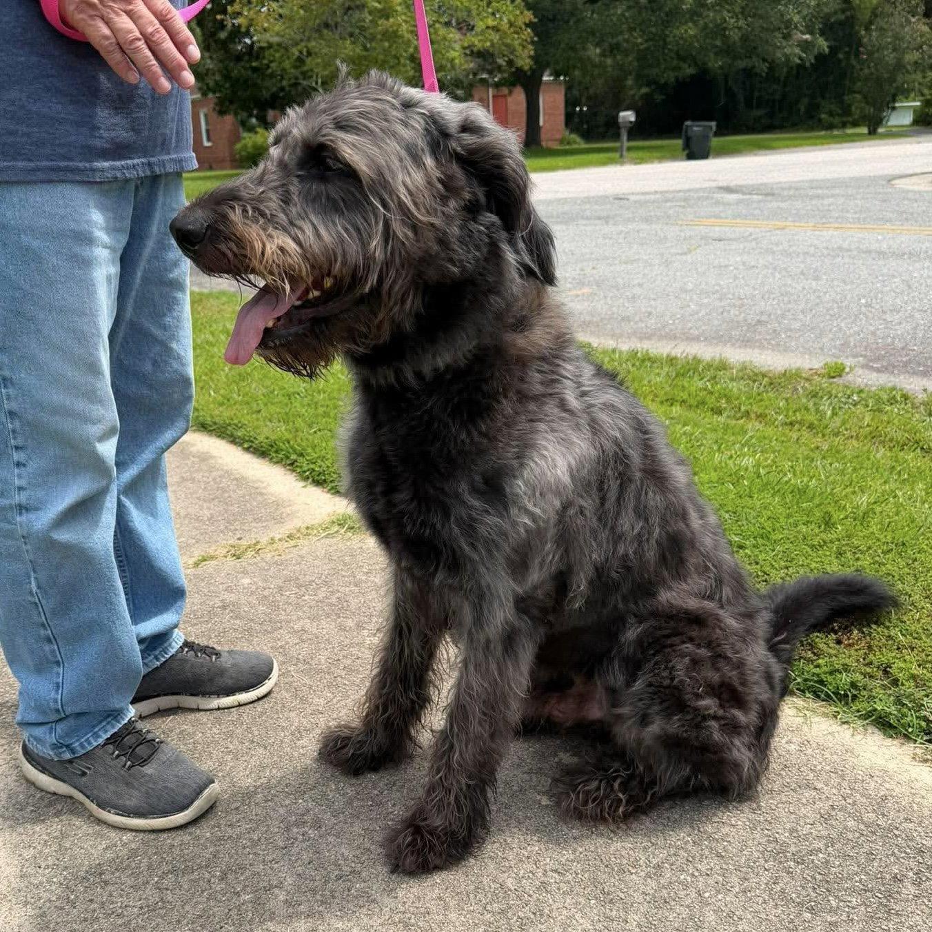 Enlarge Zeke, a Adoptable mixed breed in Fremont, NC image 2/3