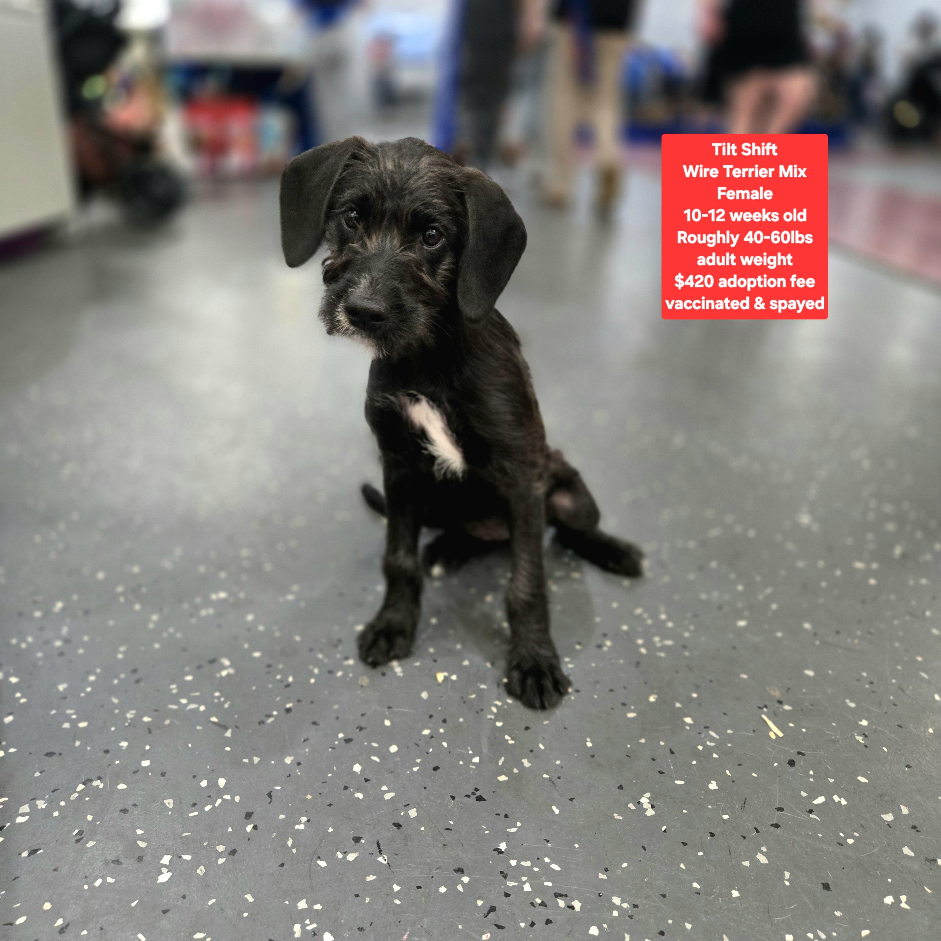 Tilt Shift, Adoptable, Puppy Female Wirehaired Terrier.