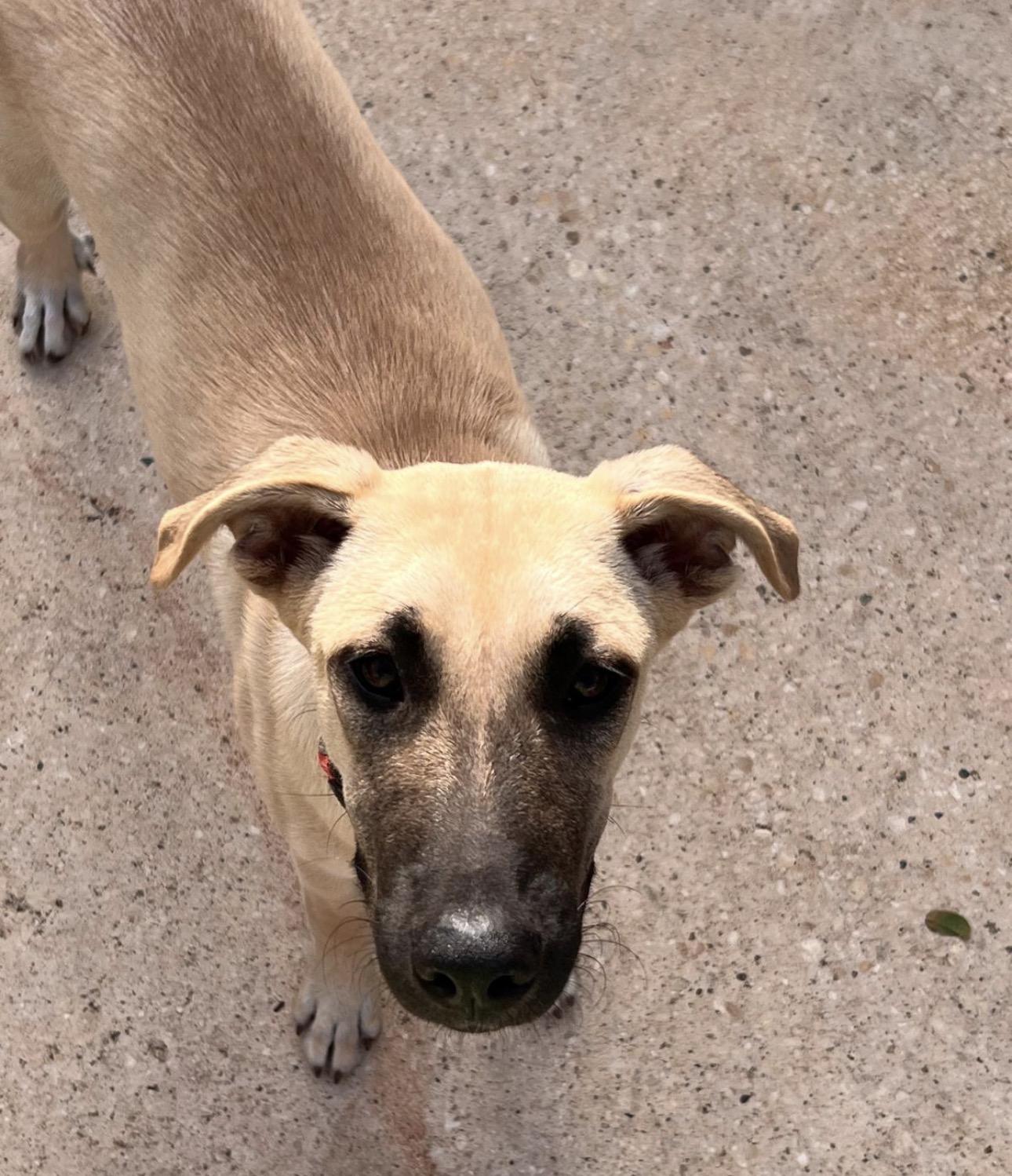 Enlarge OTTO - calm, sweet, majestic, a Adoptable mixed breed in Baltimore, MD image 6/6