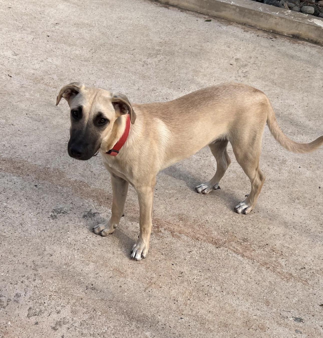 Enlarge OTTO - calm, sweet, majestic, a Adoptable mixed breed in Baltimore, MD image 5/6