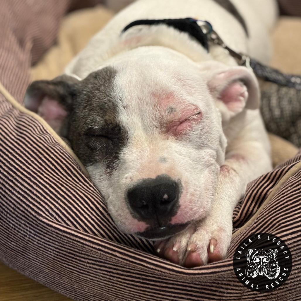 Wallace (FKA Raspberry), a Adoptable Terrier in Washington, DC image 1/5