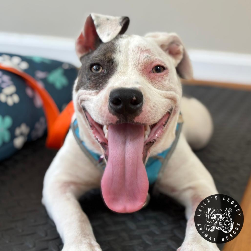 Wallace (FKA Raspberry), a Adoptable Terrier in Washington, DC image 2/5