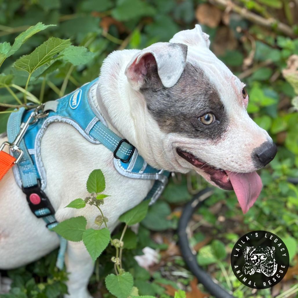 Wallace (FKA Raspberry), a Adoptable Terrier in Washington, DC image 3/5