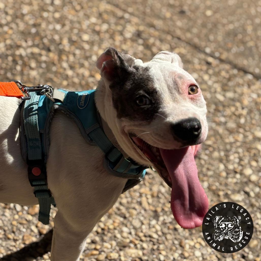 Wallace (FKA Raspberry), a Adoptable Terrier in Washington, DC image 4/5