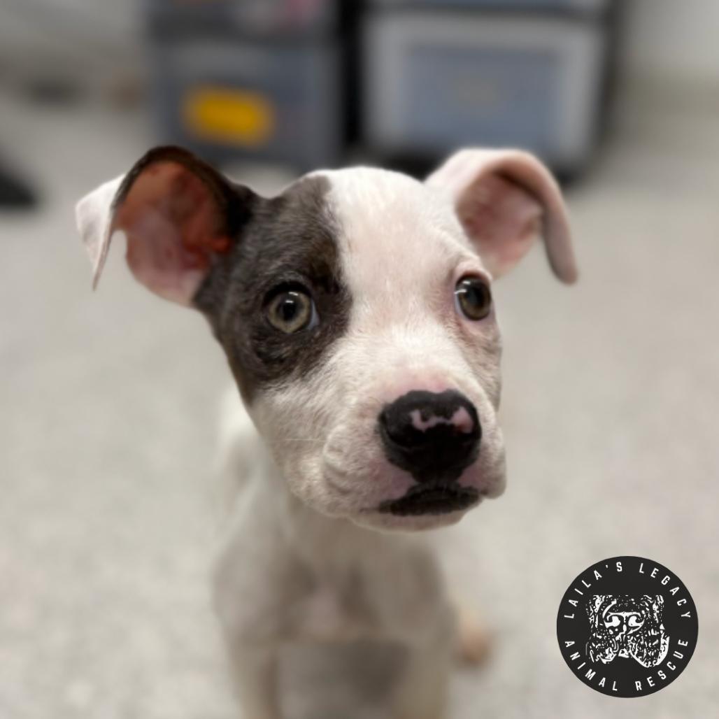 Wallace (FKA Raspberry), a Adoptable Terrier in Washington, DC image 5/5