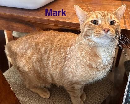 Mark, Adoptable, Adult Male Domestic Short Hair & Domestic Short Hair.