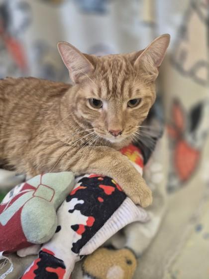 Enlarge Mark, a Adoptable mixed breed in Columbus, IN image 2/2