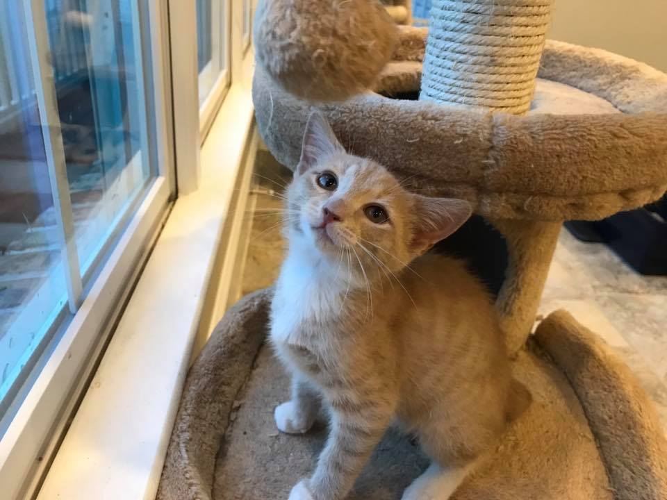 Mozart, Adoptable, Adult Male Domestic Short Hair & Tabby.