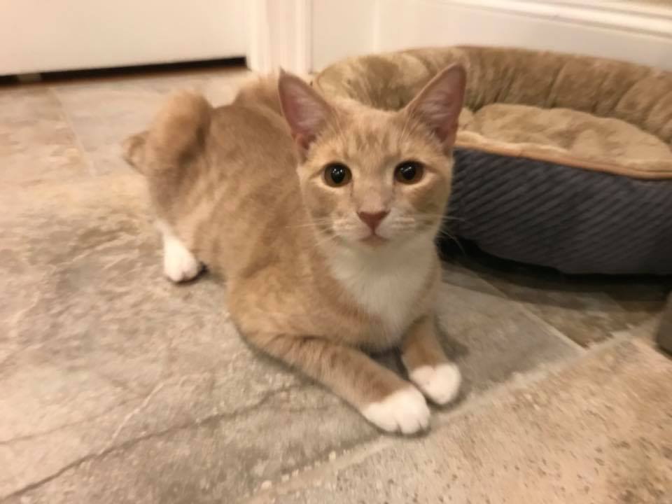 Enlarge Mozart, a Adoptable mixed breed in Apex, NC image 2/2