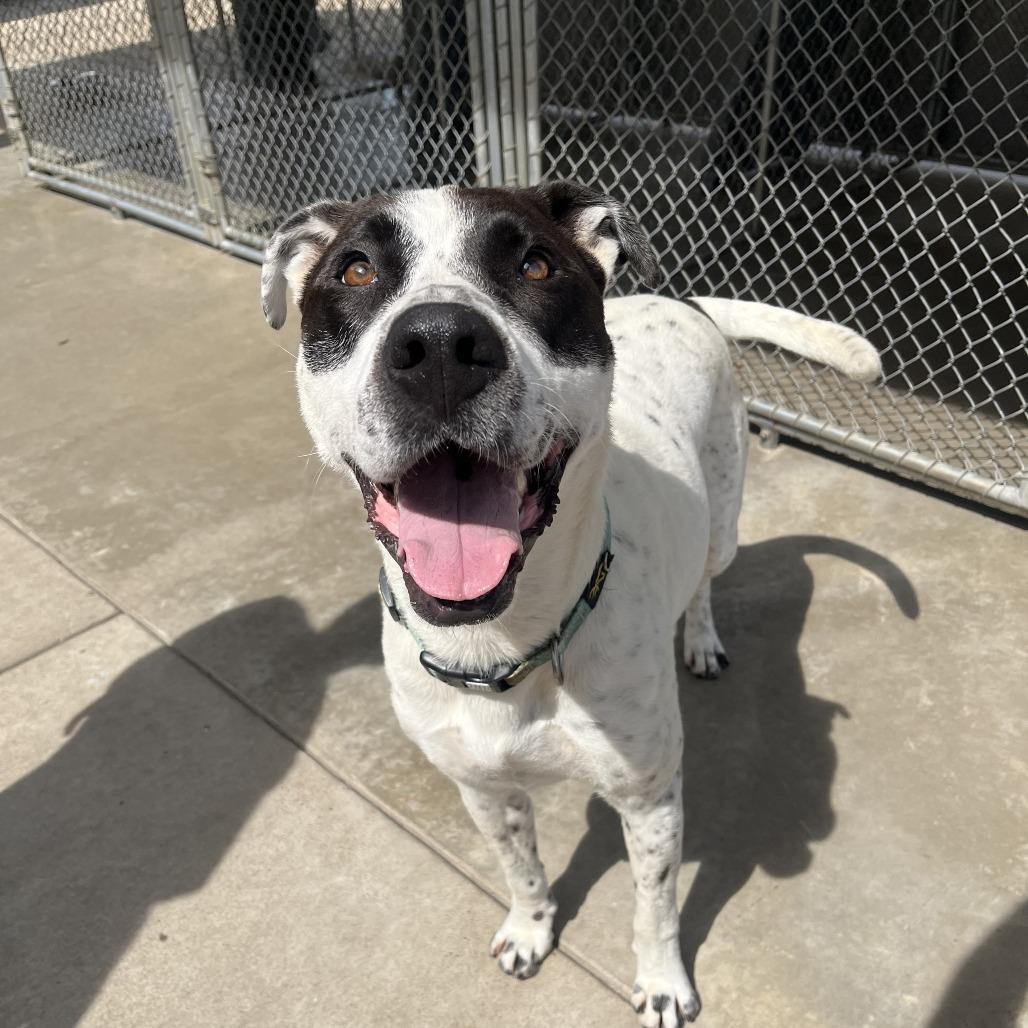 Louka 26-038, Adoptable, Adult Male Pit Bull Terrier & Pointer.