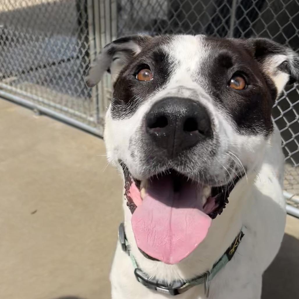 Enlarge Louka 26-038, a Adoptable mixed breed in Little Rock, AR image 2/5