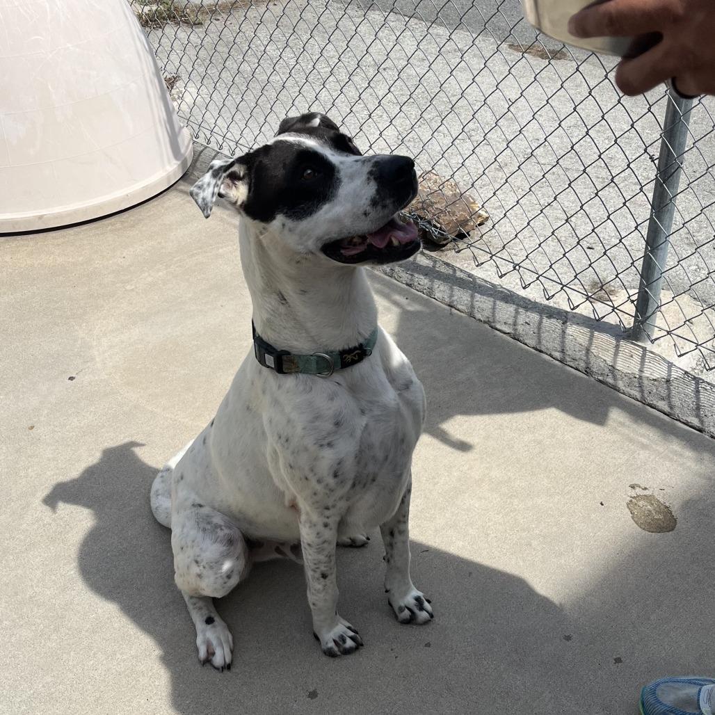 Enlarge Louka 26-038, a Adoptable mixed breed in Little Rock, AR image 3/5