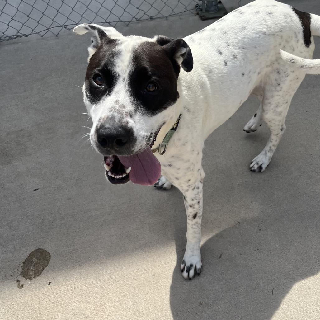 Enlarge Louka 26-038, a Adoptable mixed breed in Little Rock, AR image 4/5