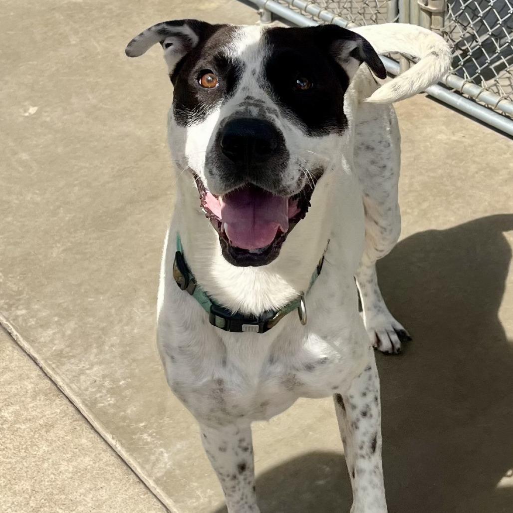 Enlarge Louka 26-038, a Adoptable mixed breed in Little Rock, AR image 5/5