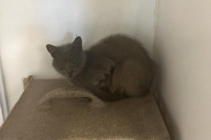 Jazzy, Senior Female Domestic Short Hair