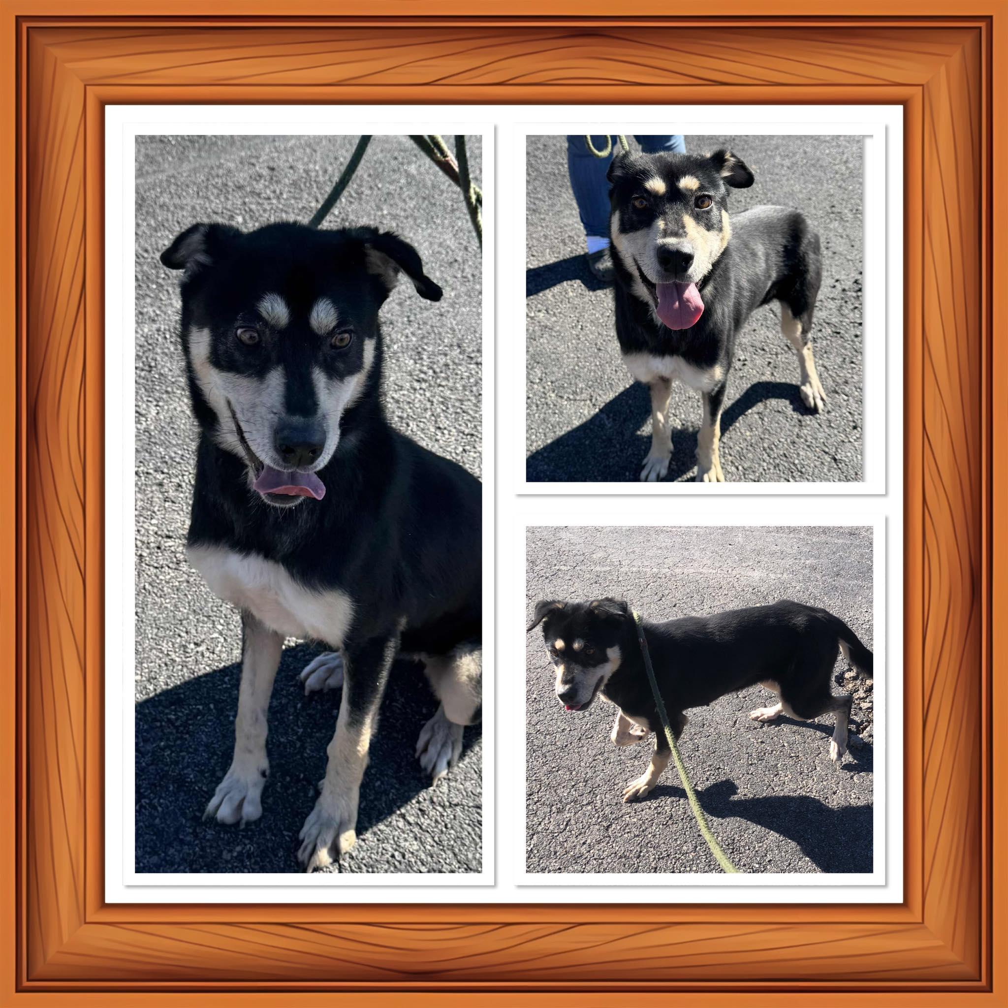 NELLY BELLY, Adoptable, Puppy Female Husky & Shepherd.