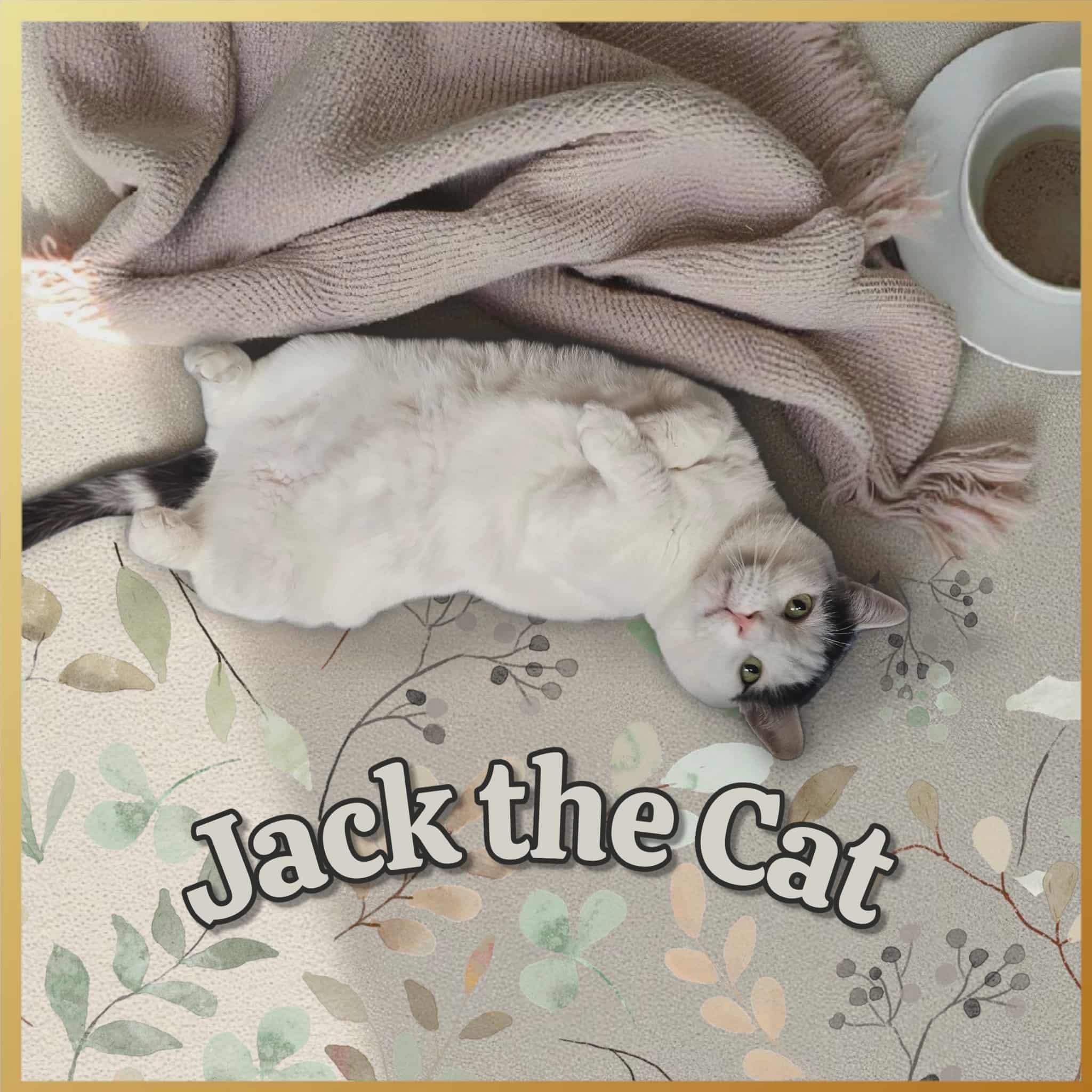 Jack, Adopted, Adult Male Domestic Short Hair.
