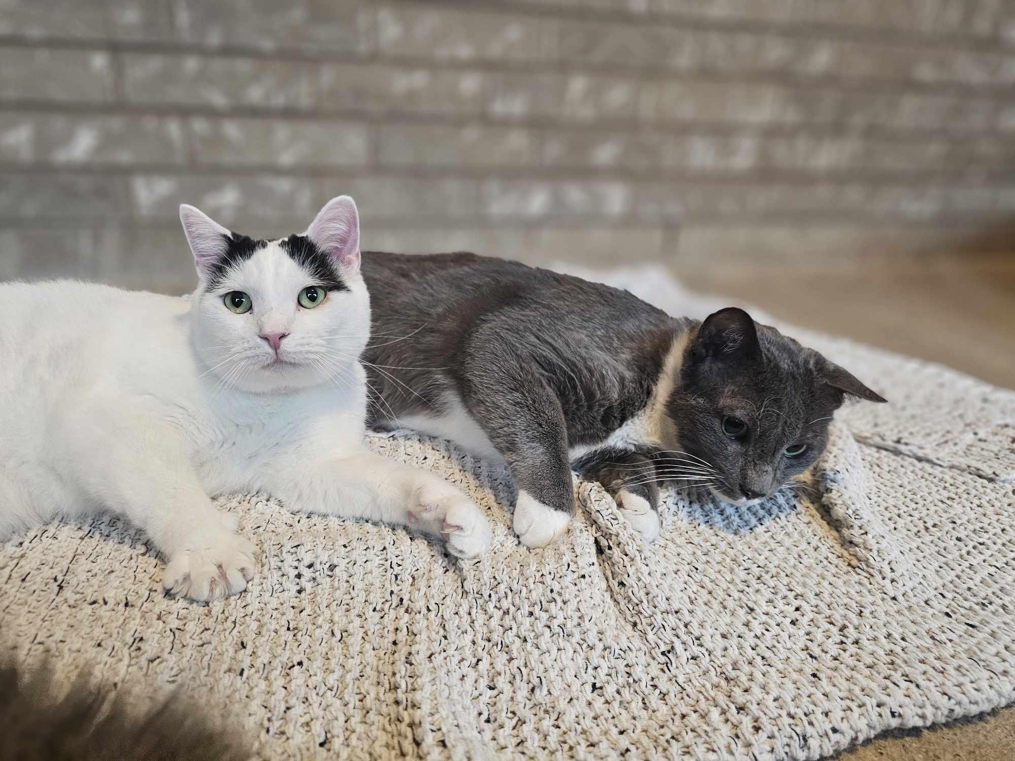 Enlarge Jack, a Adopted Domestic Short Hair in San Angelo , TX image 2/6