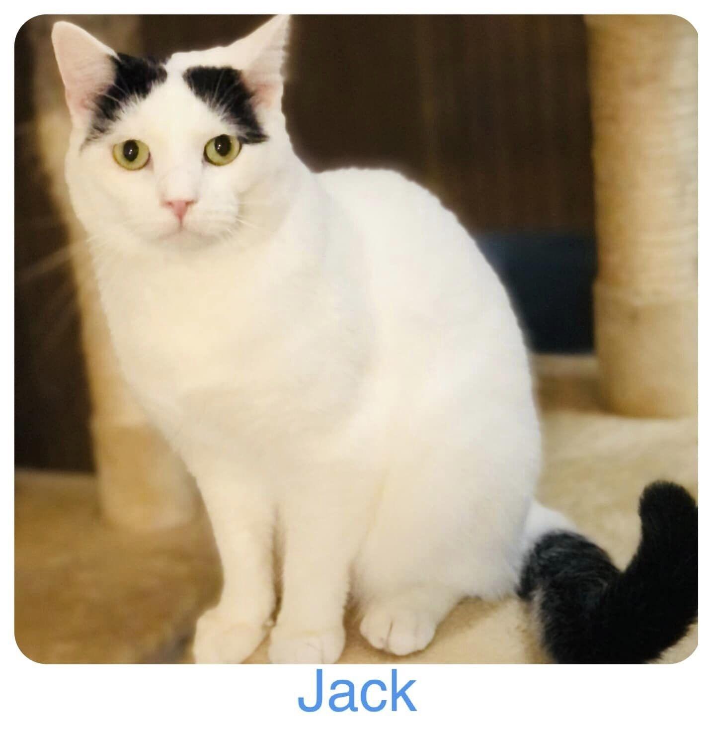 Enlarge Jack, a Adopted Domestic Short Hair in San Angelo , TX image 4/6