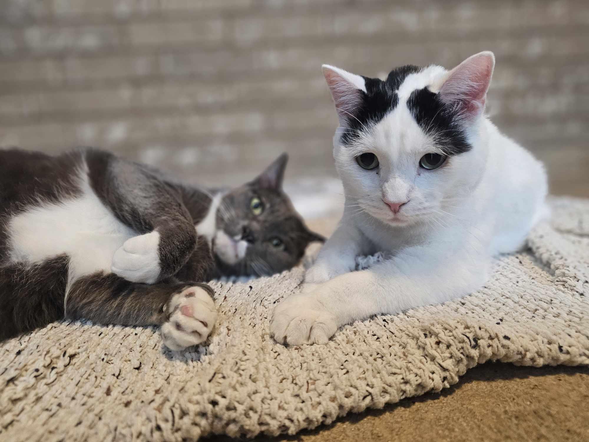Enlarge Jack, a Adopted Domestic Short Hair in San Angelo , TX image 5/6