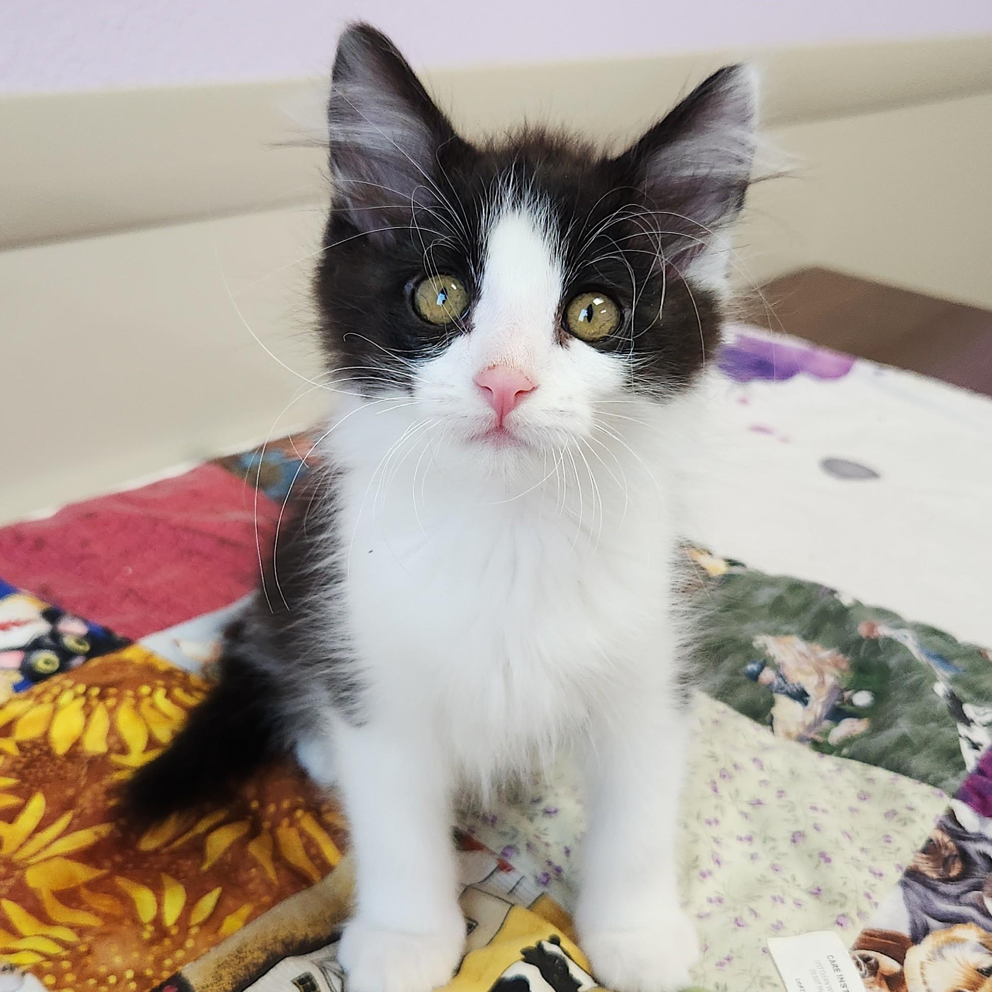 Phantom, adopted, Kitten Male Domestic Medium Hair.
