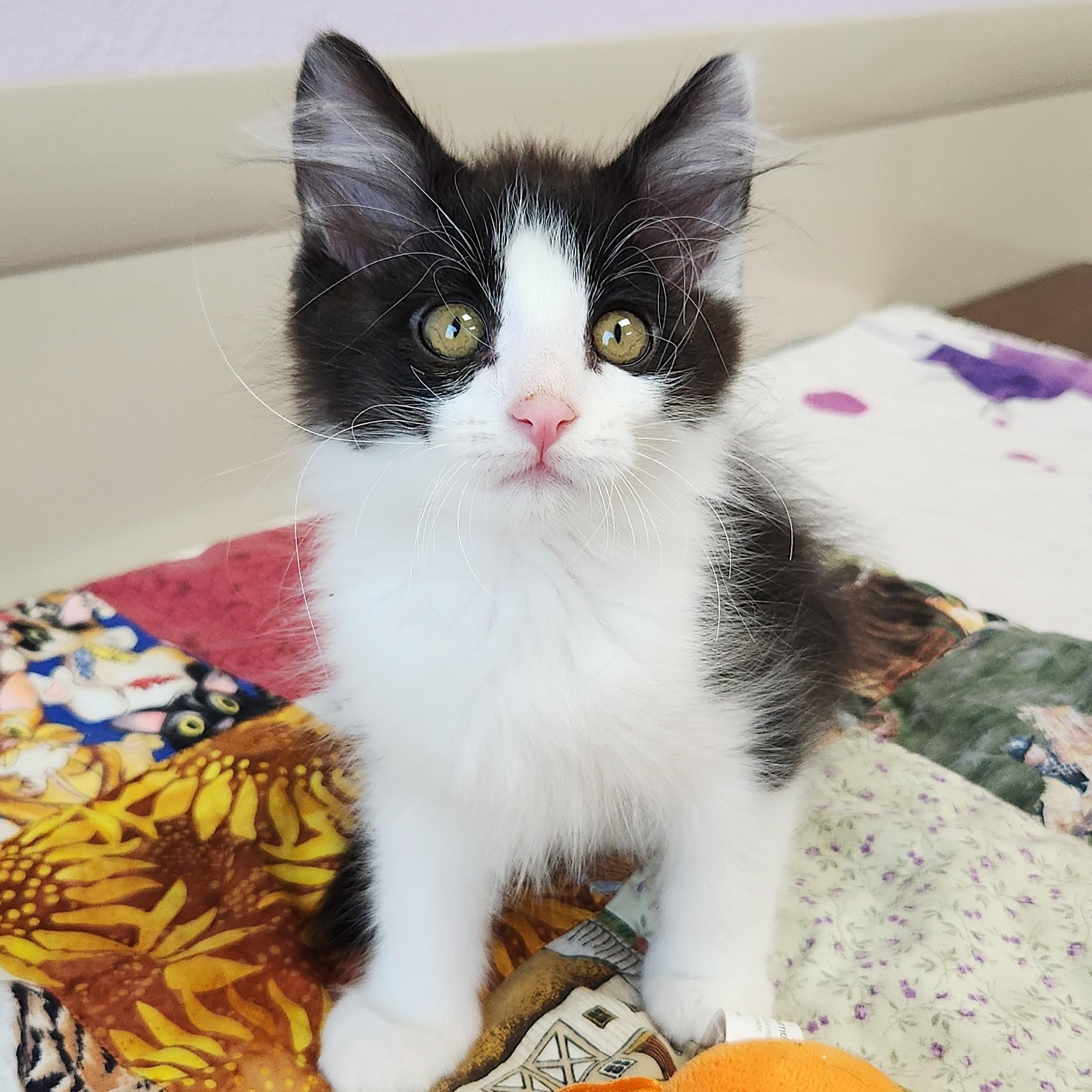 Phantom, an adopted Domestic Medium Hair in Marshfield, WI image 2/5