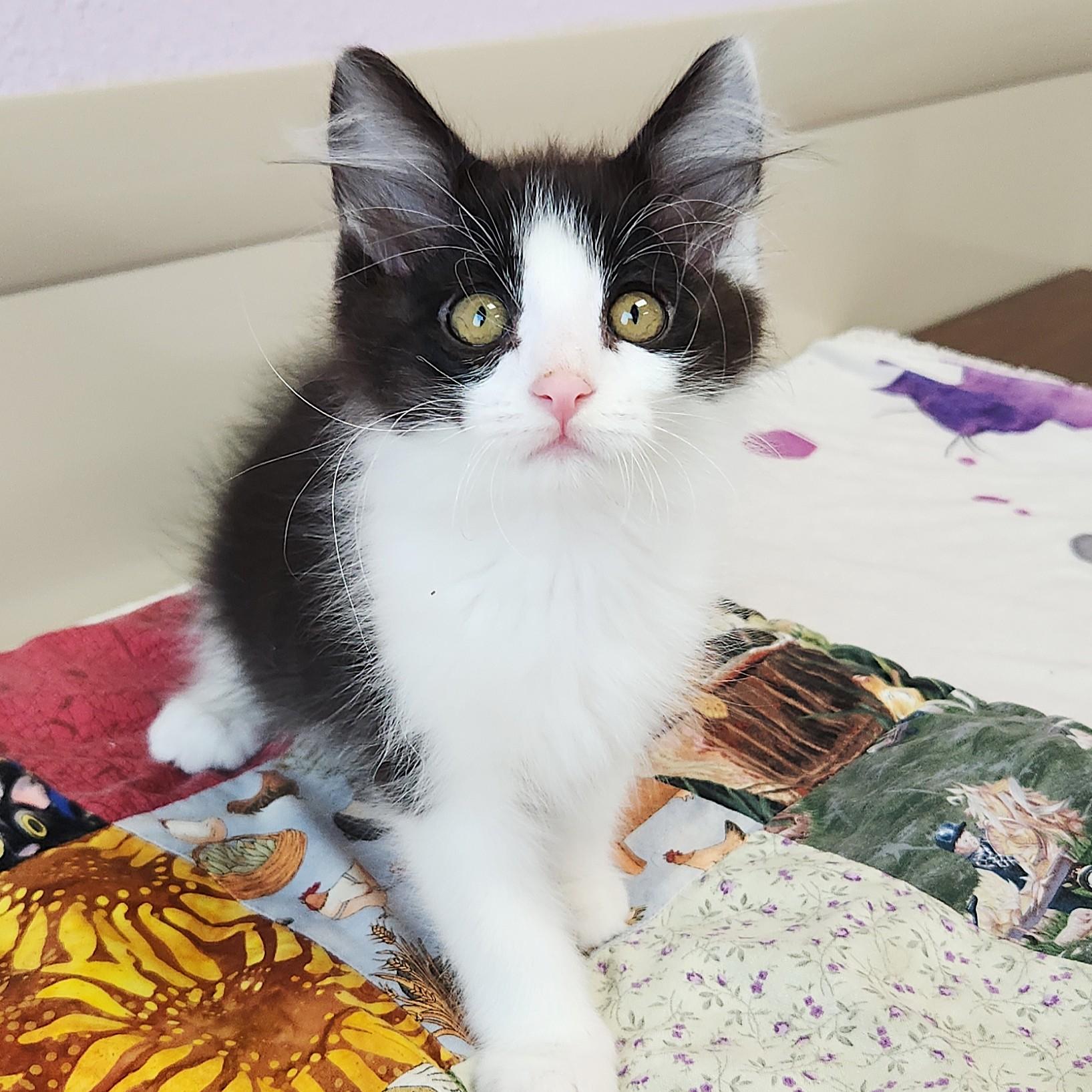 Phantom, an adopted Domestic Medium Hair in Marshfield, WI image 3/5