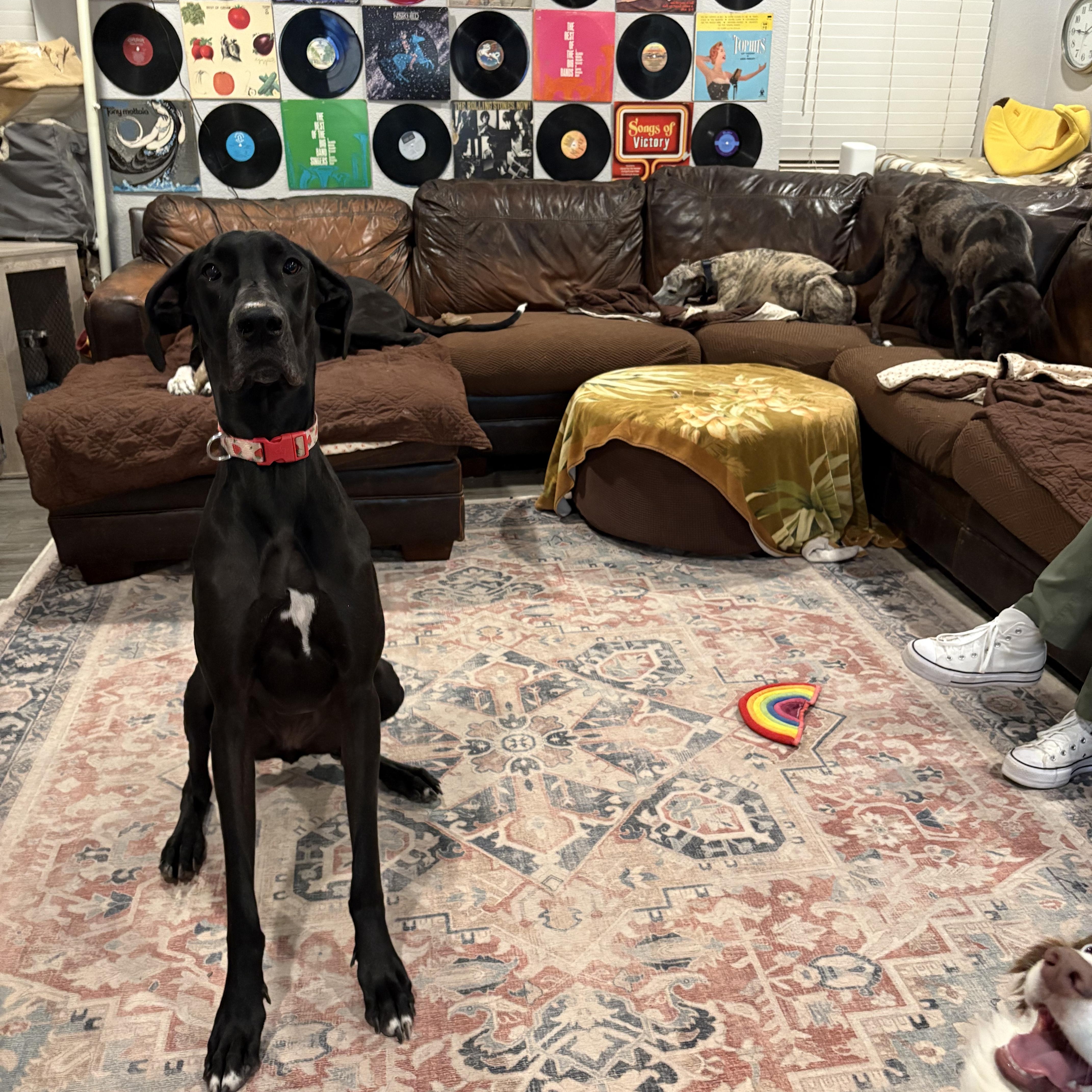 Enlarge RAVEN, a Adoptable Great Dane in Tucson , AZ image 2/6