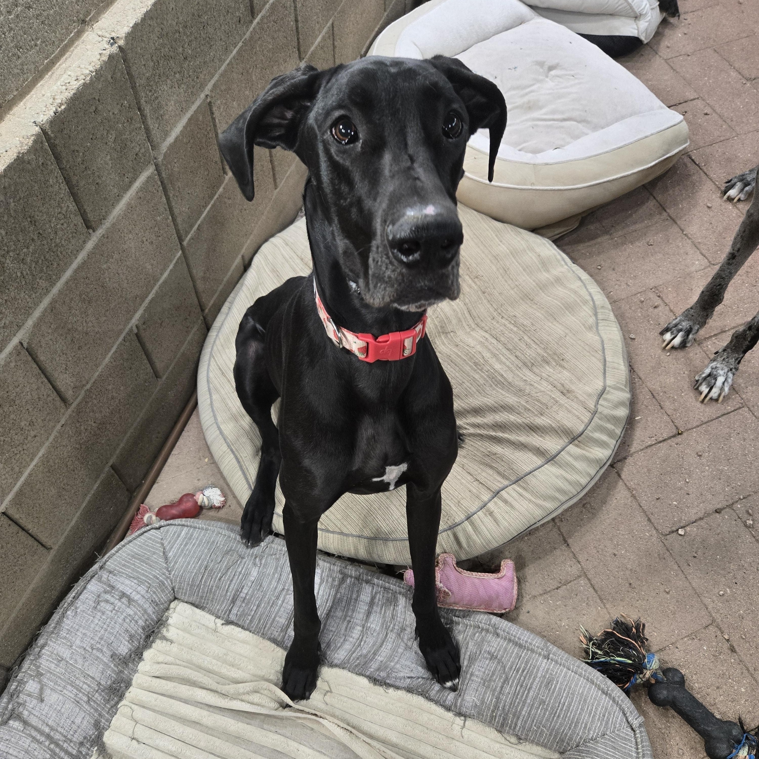 RAVEN, Adoptable, Young Female Great Dane.