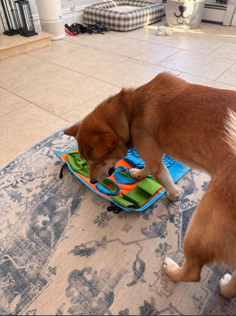 Enlarge Rocky, a ADOPTABLE Shiba Inu in Toms River, NJ image 5/6