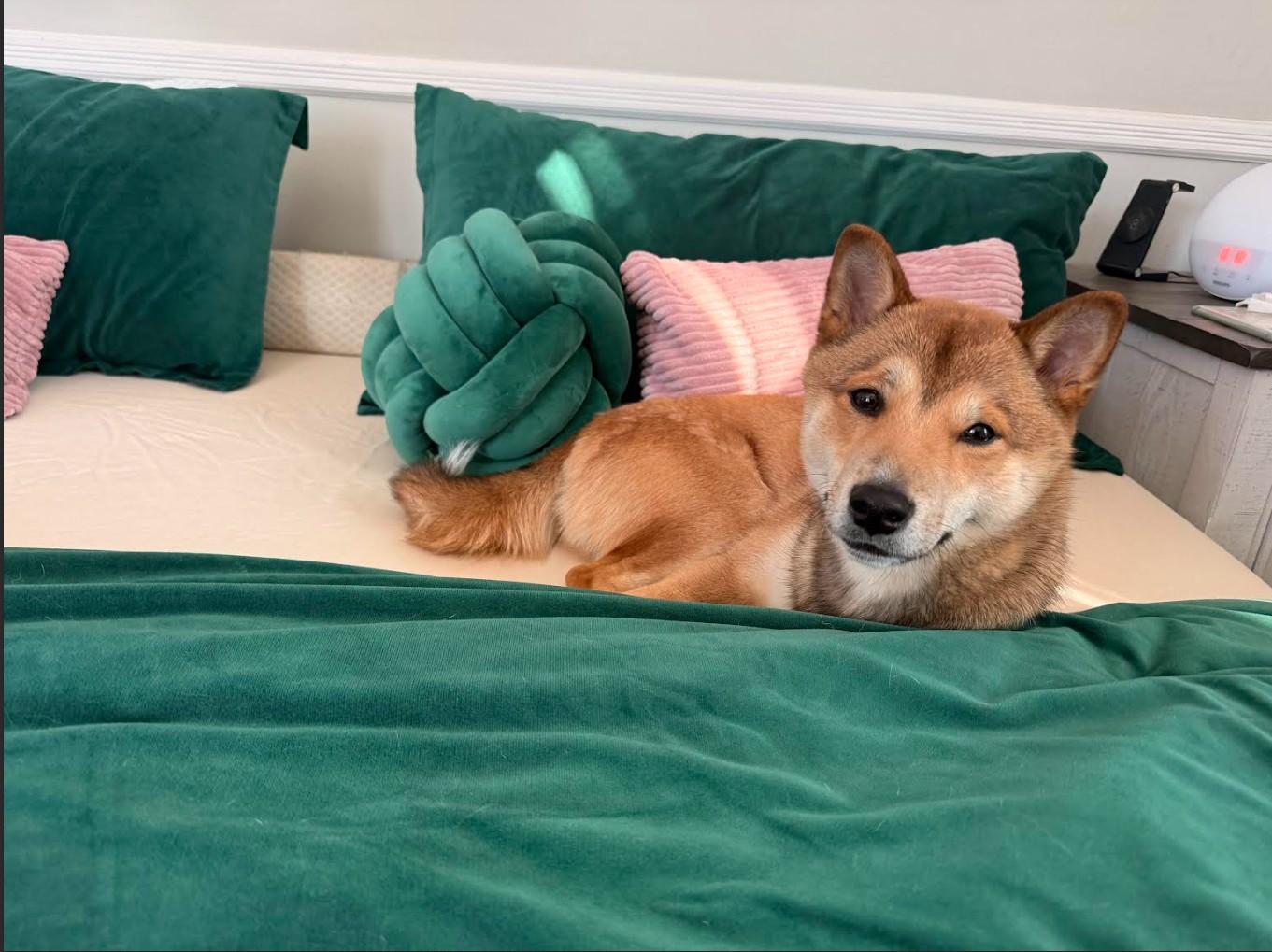 Enlarge Rocky, a ADOPTABLE Shiba Inu in Toms River, NJ image 2/6