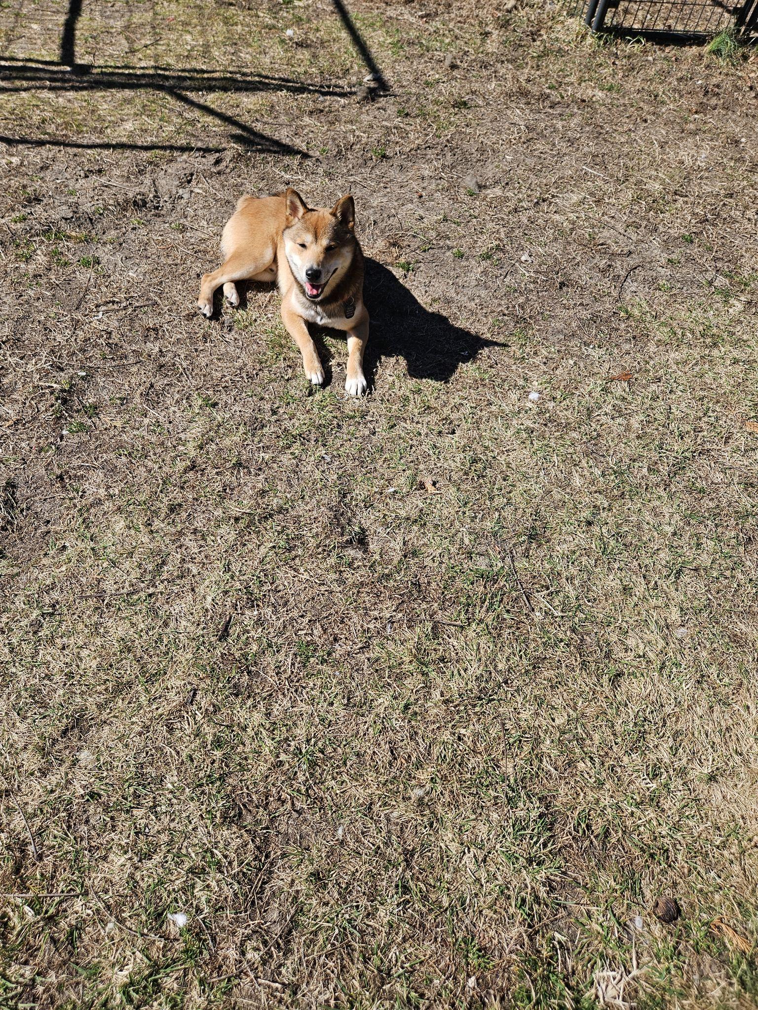 Enlarge Rocky, a ADOPTABLE Shiba Inu in Toms River, NJ image 4/6