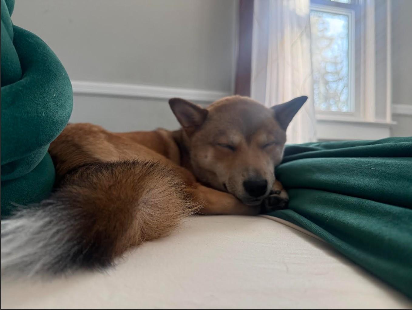 Enlarge Rocky, a ADOPTABLE Shiba Inu in Toms River, NJ image 6/6