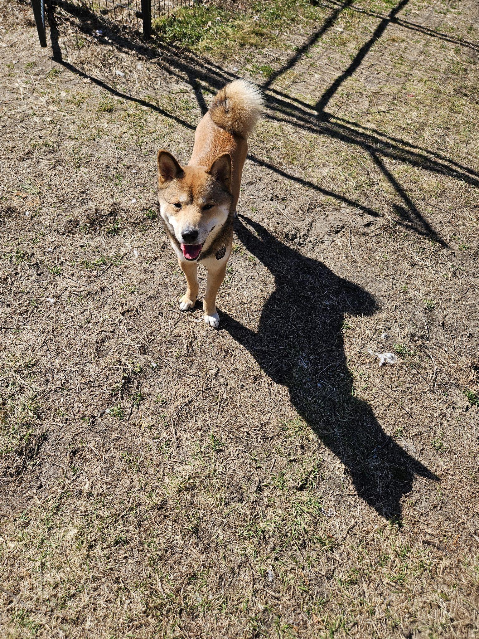 Enlarge Rocky, a ADOPTABLE Shiba Inu in Toms River, NJ image 1/6