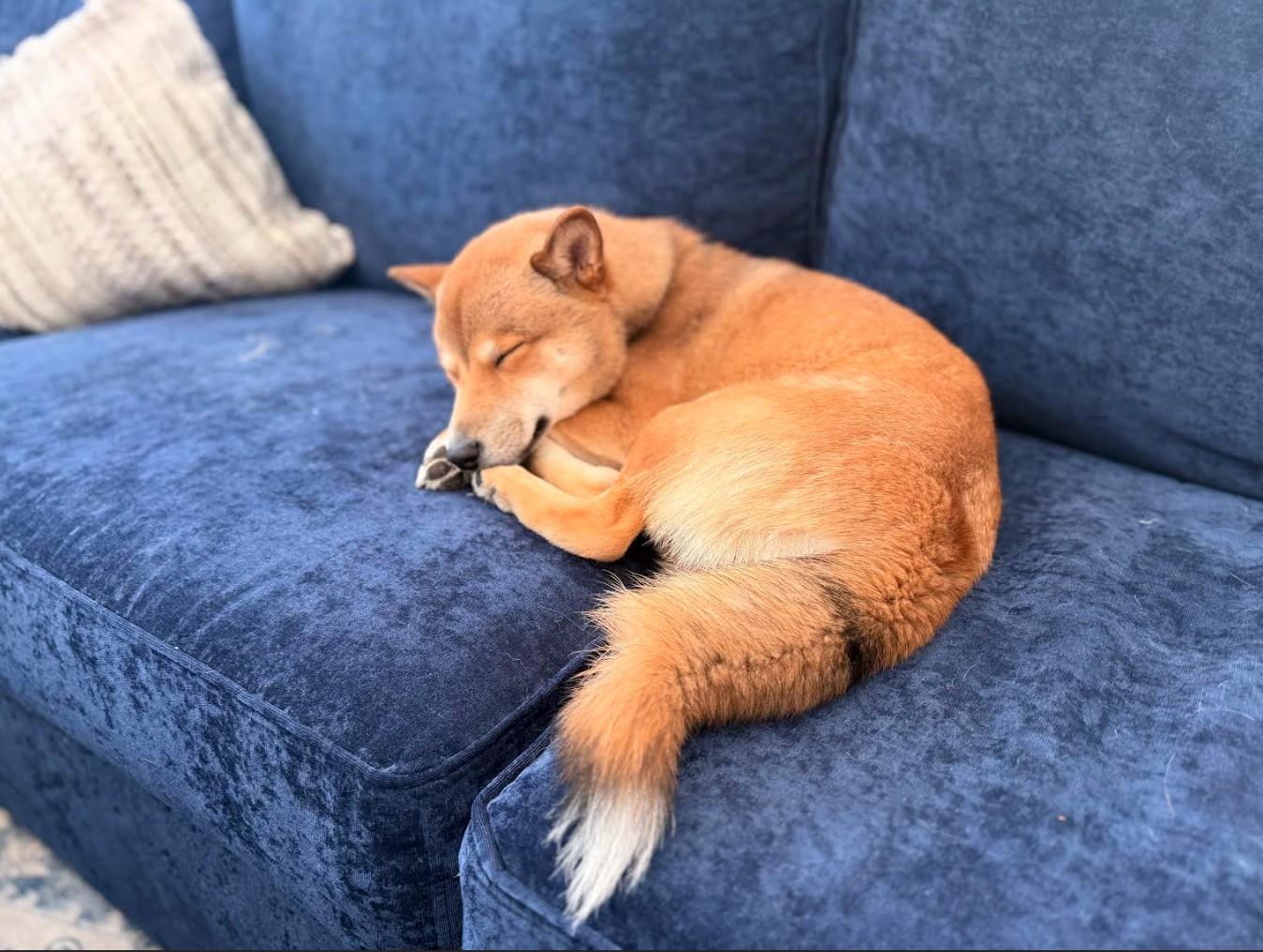Enlarge Rocky, a ADOPTABLE Shiba Inu in Toms River, NJ image 3/6