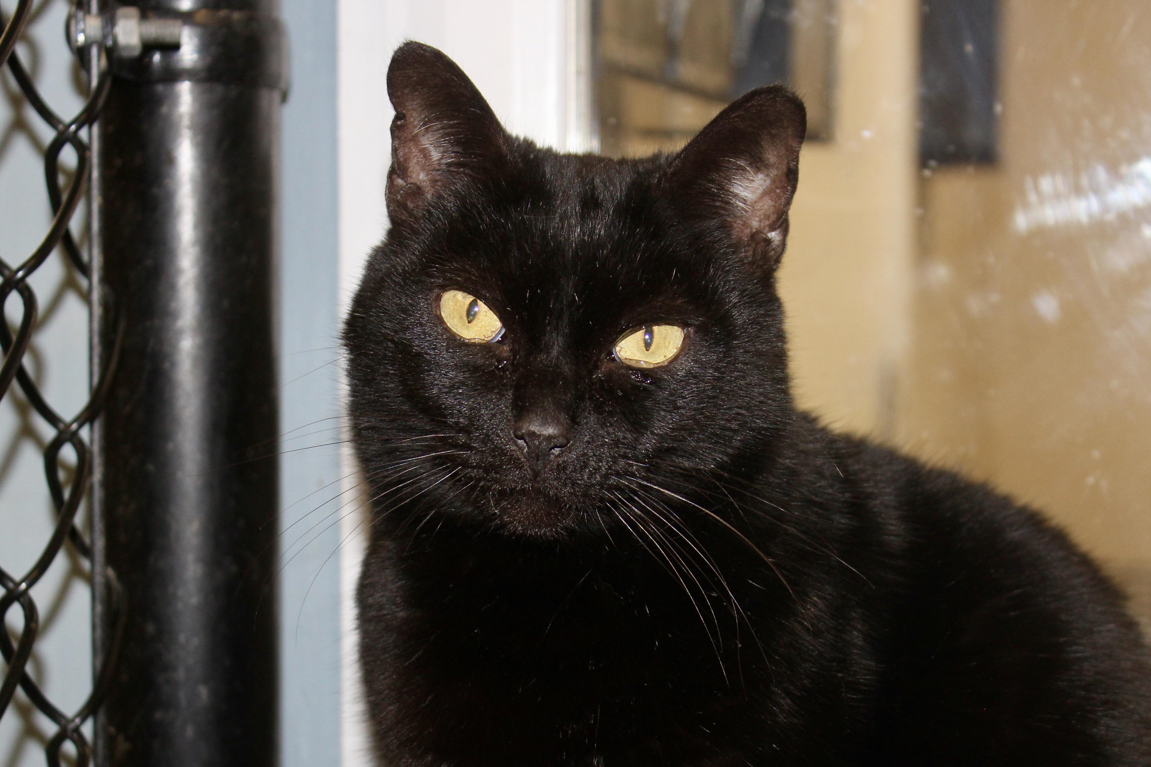 BOO BOO, adopted, Adult Female Domestic Short Hair.