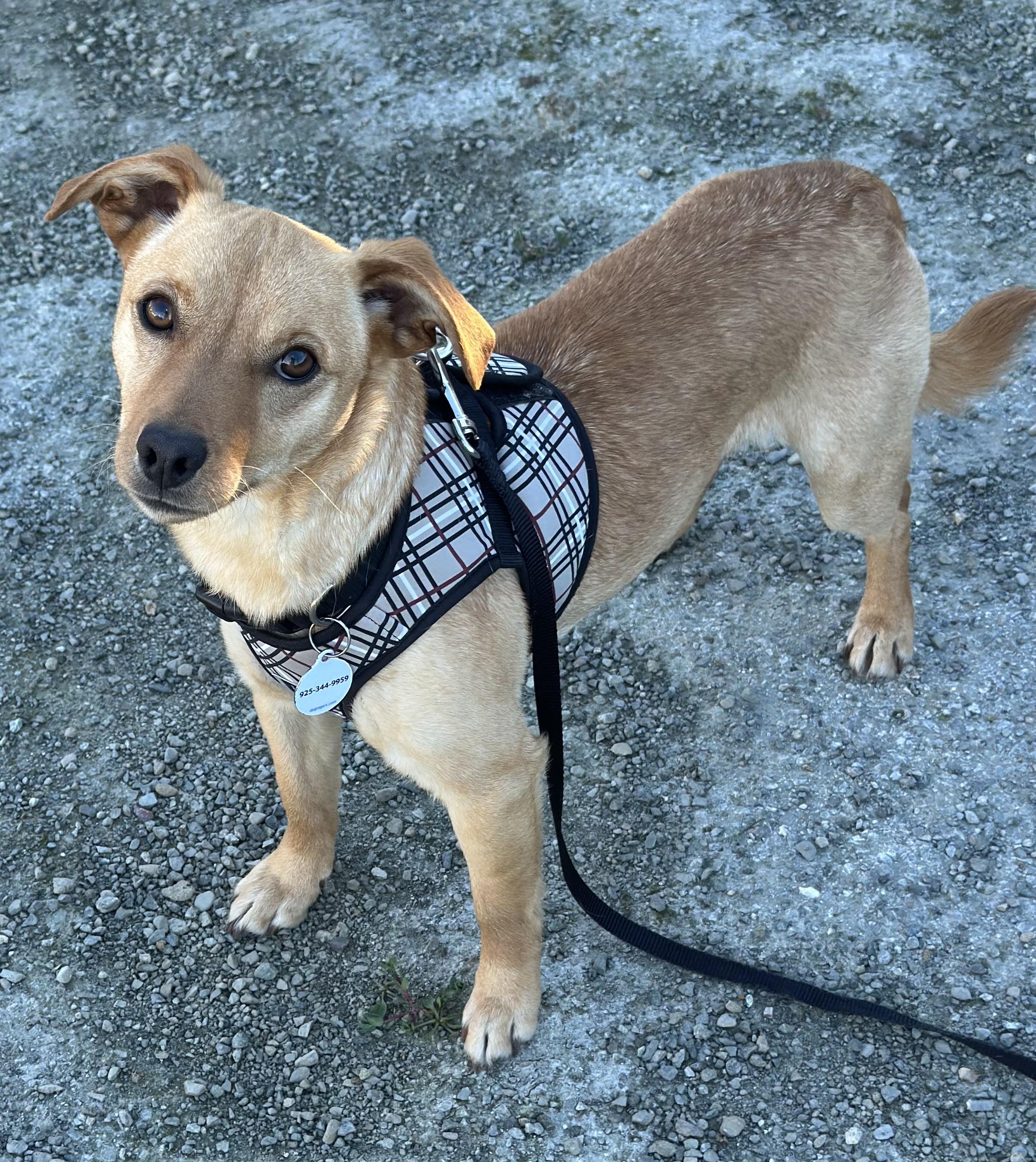 Duke , a ADOPTABLE mixed breed in Knightsen, CA image 6/6