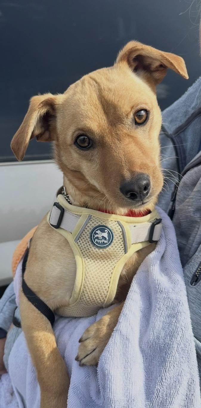 Duke , a ADOPTABLE mixed breed in Knightsen, CA image 3/6