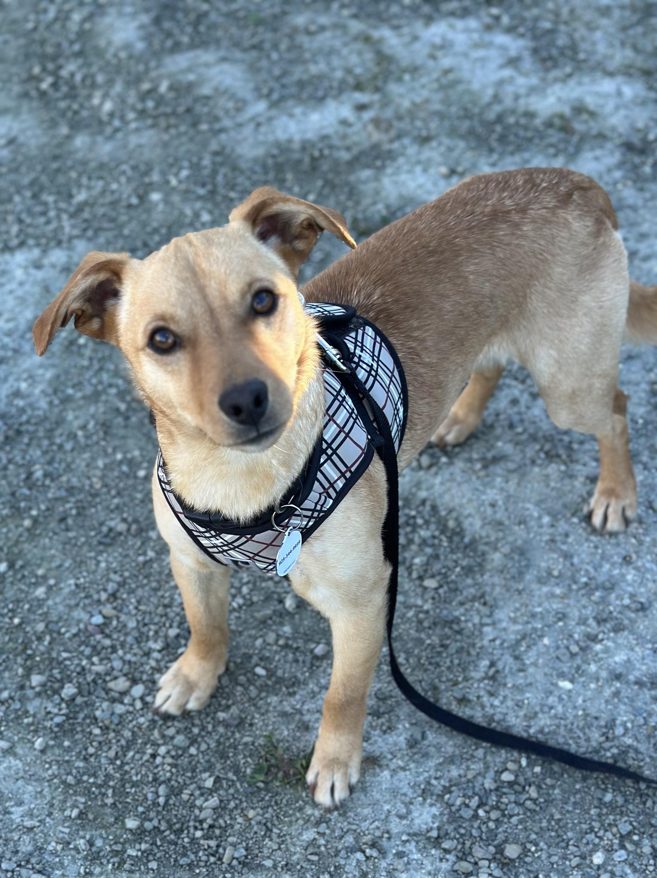 Duke , a ADOPTABLE mixed breed in Knightsen, CA image 1/6