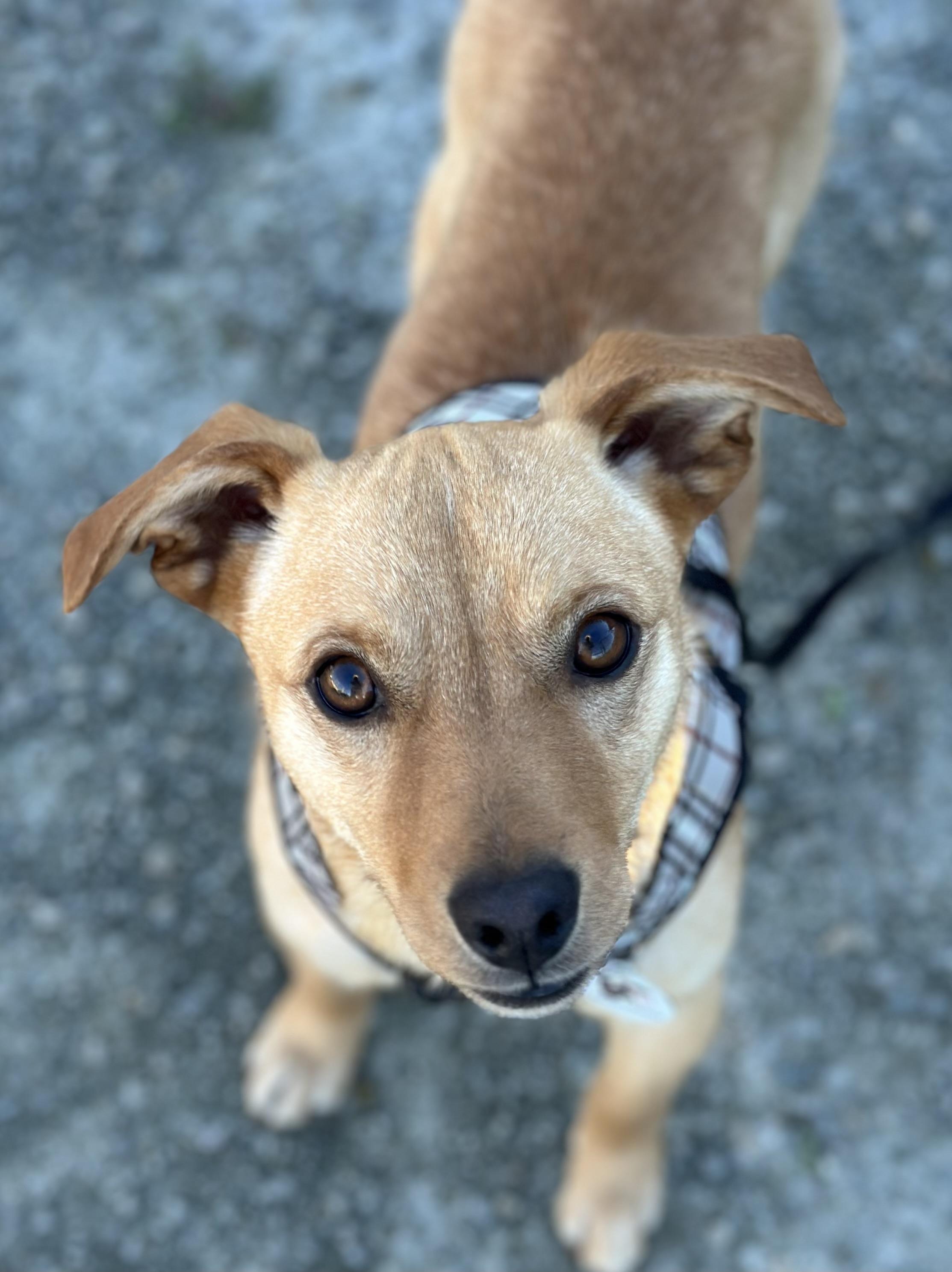 Duke , a ADOPTABLE mixed breed in Knightsen, CA image 5/6