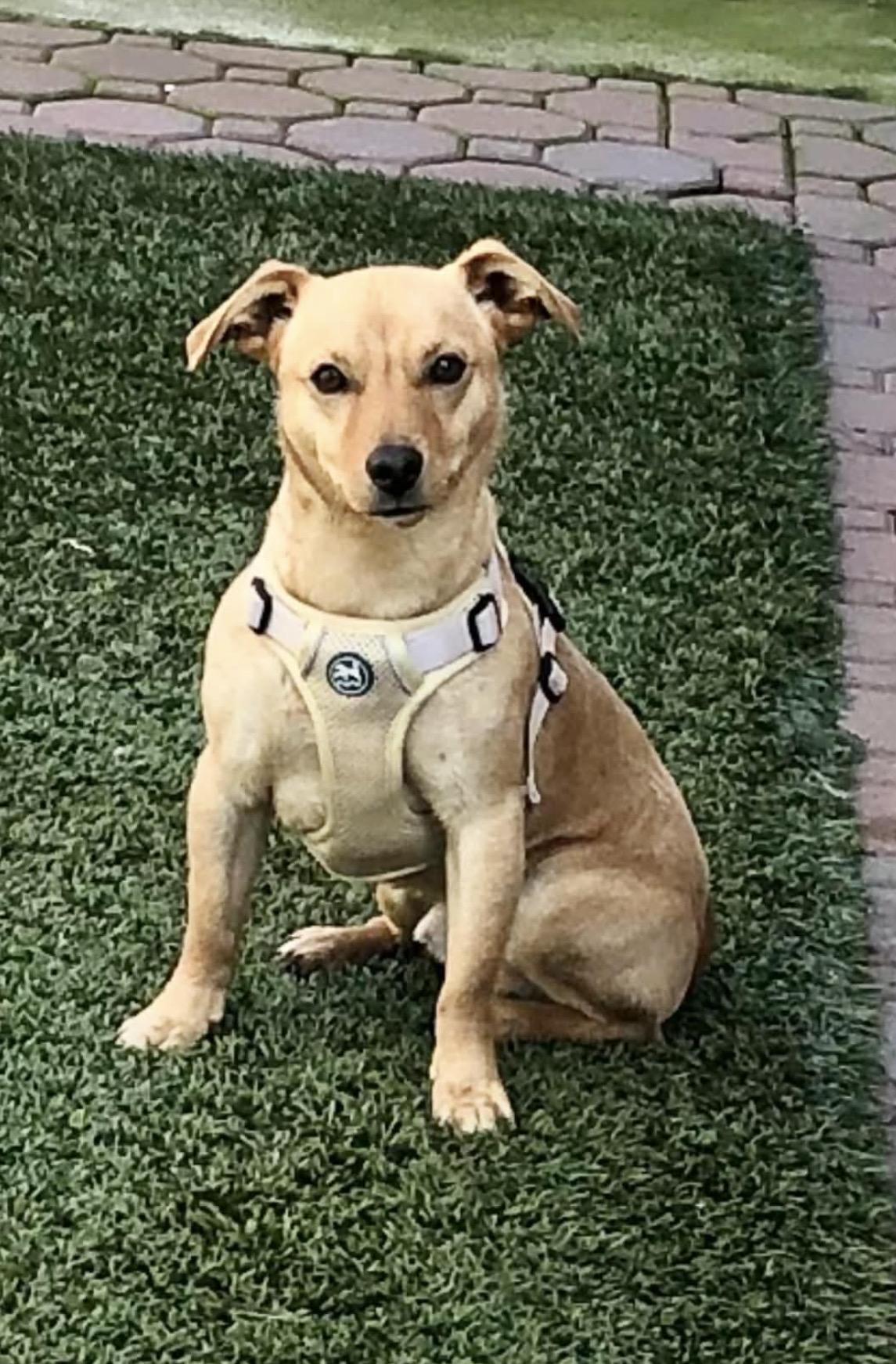 Duke , a ADOPTABLE mixed breed in Knightsen, CA image 4/6