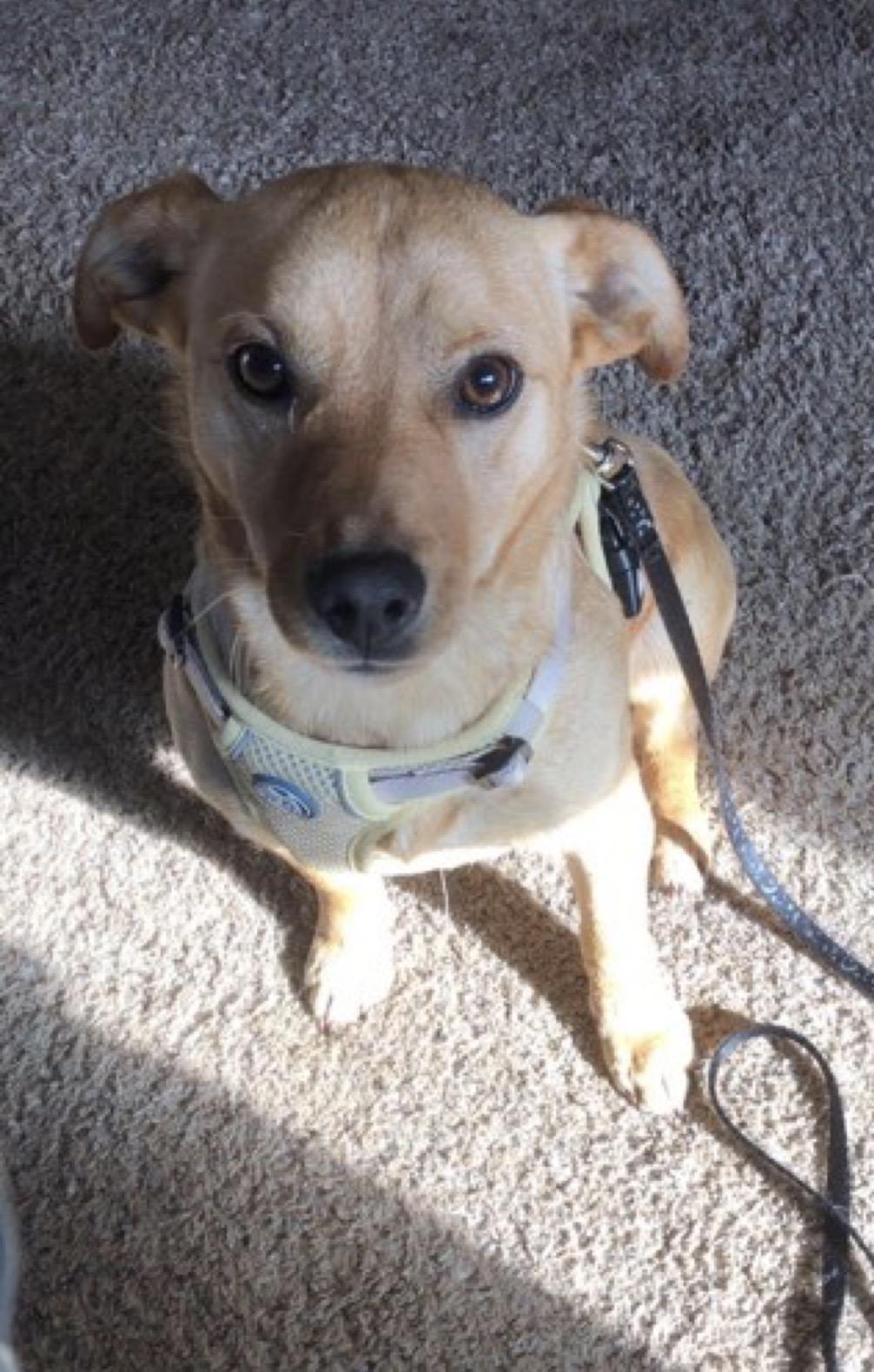 Duke , ADOPTABLE, Young Male Terrier.