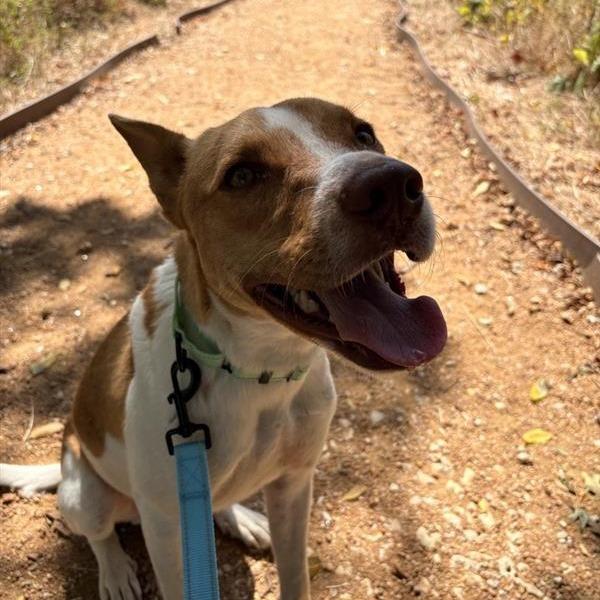 Warren, Adoptable, Adult Male Mixed Breed.