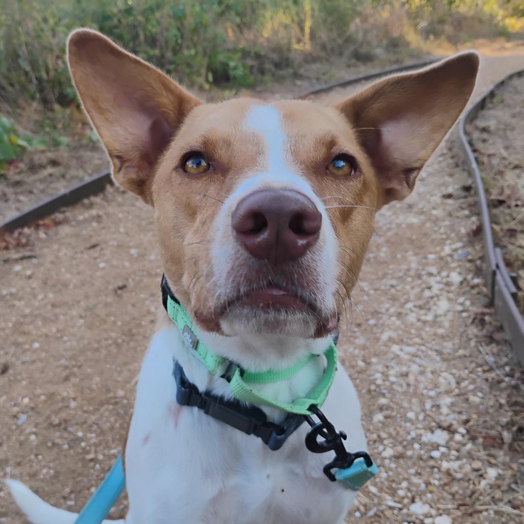 Enlarge Warren, a Adoptable Mixed Breed in Bentonville, AR image 2/6