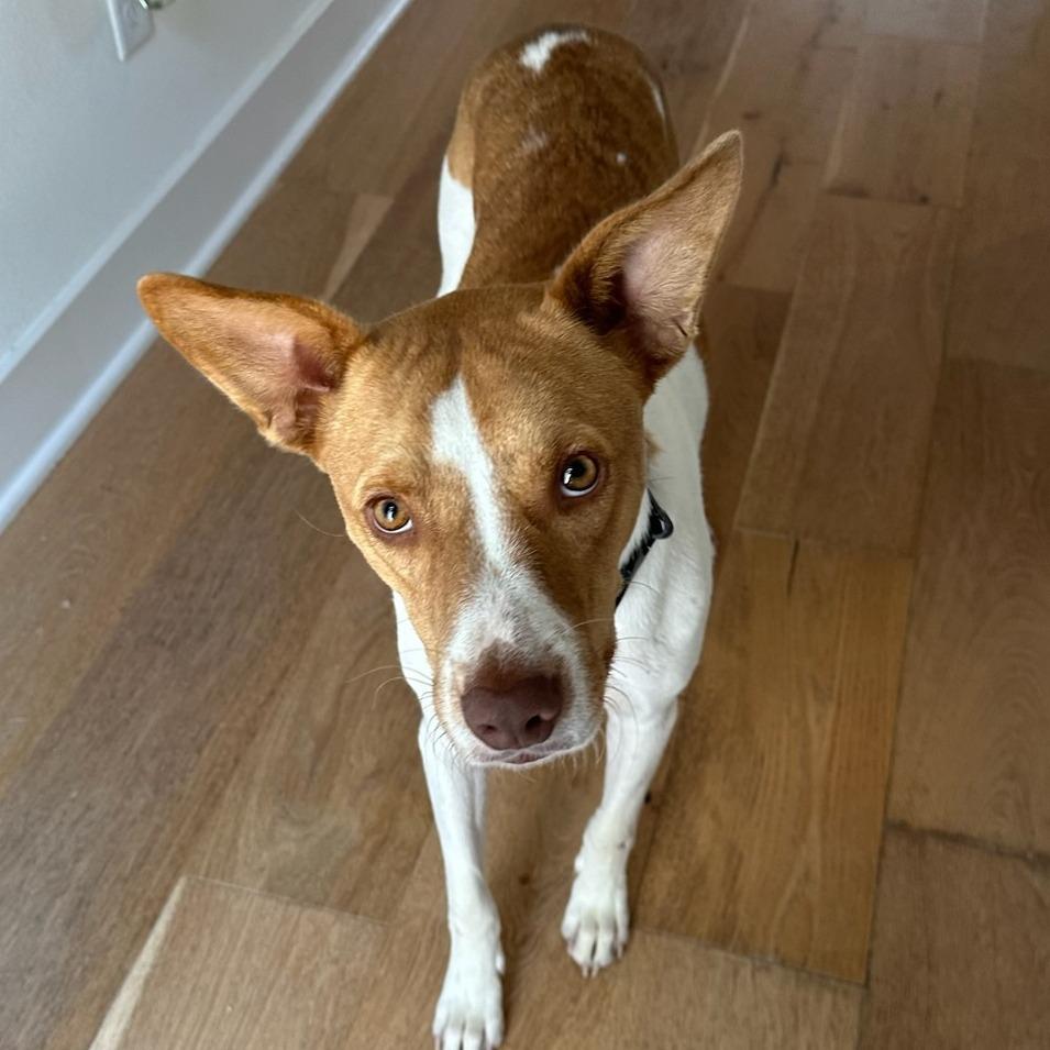 Enlarge Warren, a Adoptable Mixed Breed in Bentonville, AR image 3/6