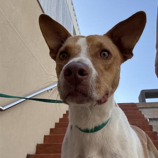 Enlarge Warren, a Adoptable Mixed Breed in Bentonville, AR image 4/6