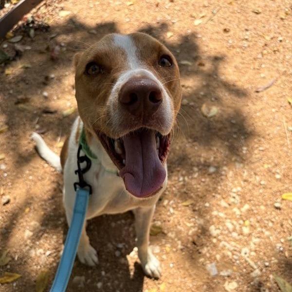 Enlarge Warren, a Adoptable Mixed Breed in Bentonville, AR image 5/6