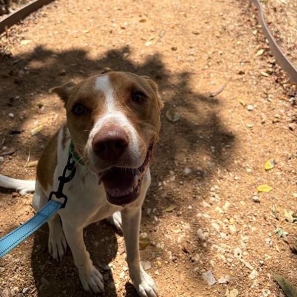Enlarge Warren, a Adoptable Mixed Breed in Bentonville, AR image 6/6