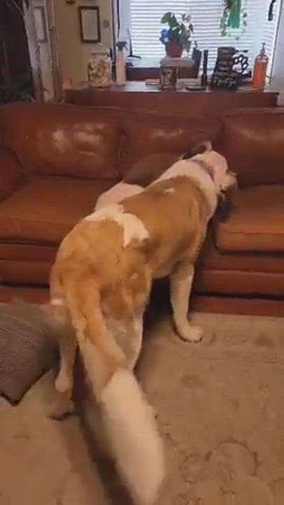 Enlarge Boomer, a Adopted Saint Bernard in Bellflower, CA video 6/12