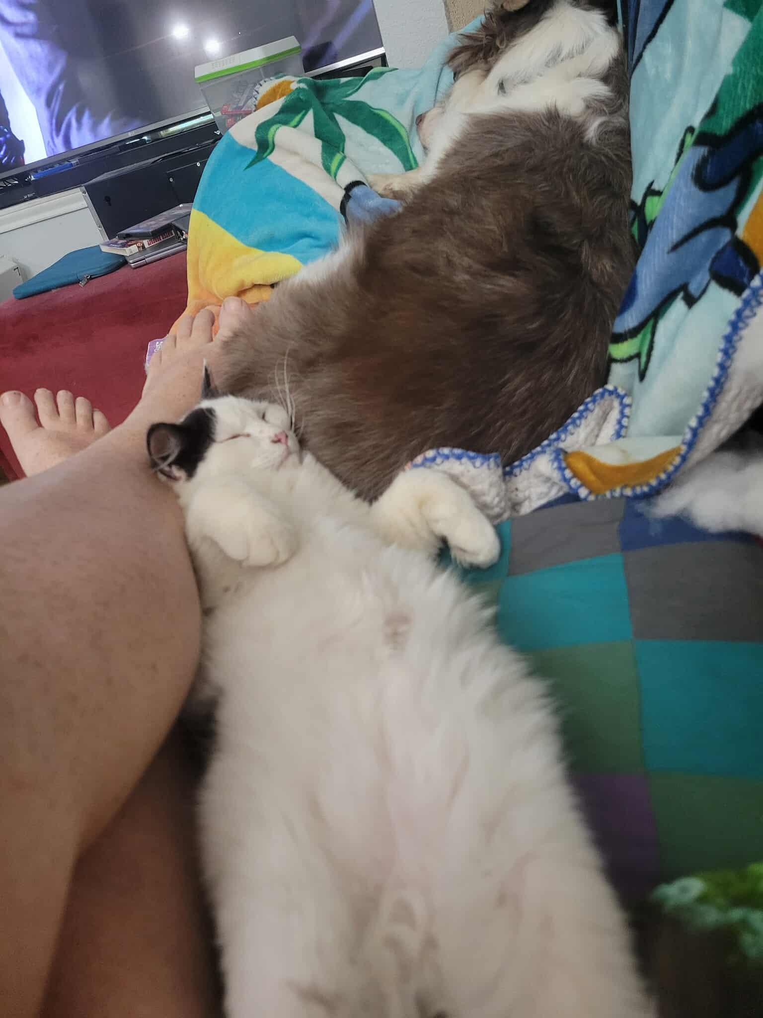 Gimli, a Adoptable mixed breed in Ennis, TX image 3/5